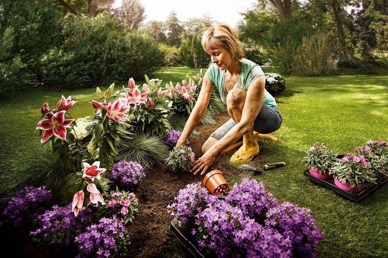 Žena sadí kvety do záhradného záhonu s ľaliami a zvončekmi