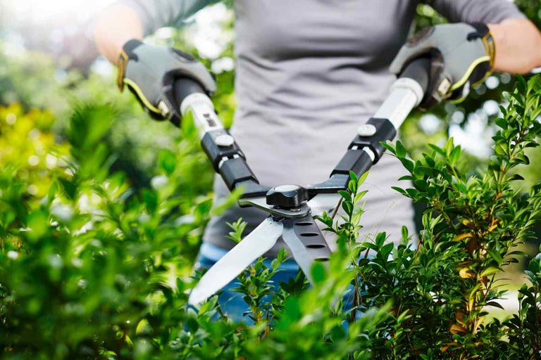 Osoba so záhradnými rukavicami strihá živý plot nožnicami na živý plot.