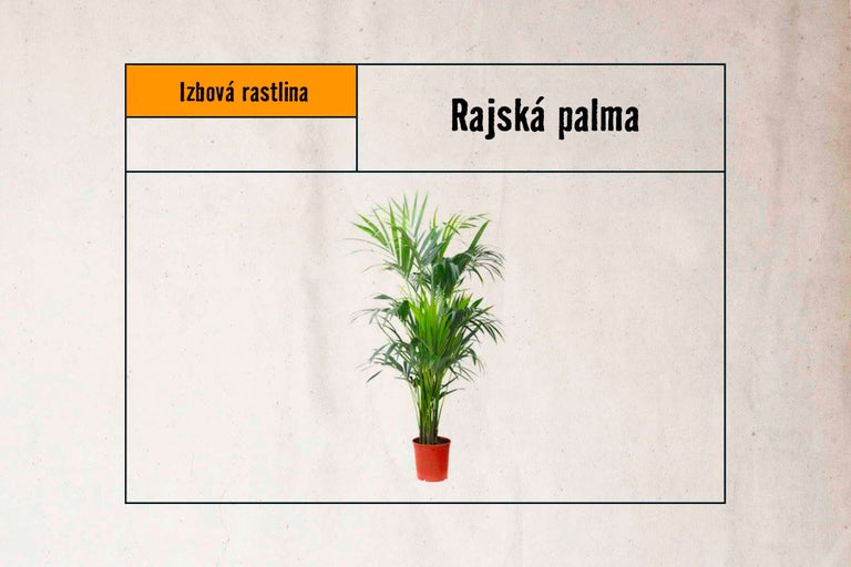Izbová rastlina horská palma v kvetináči