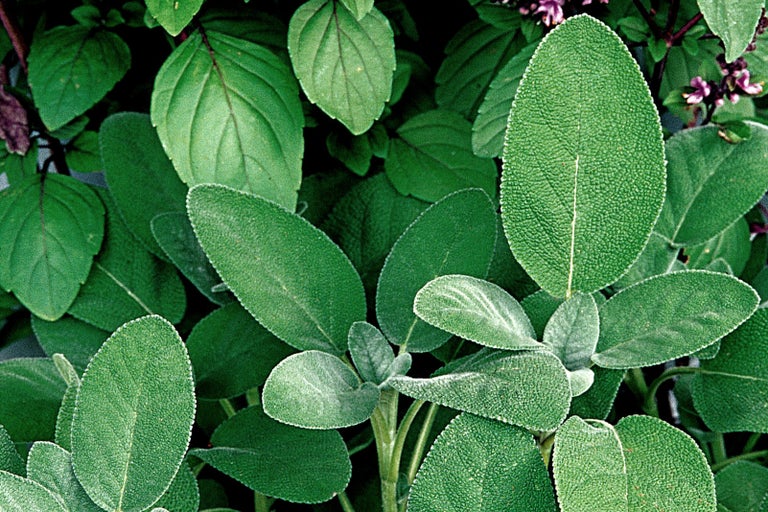 Detailný záber rastlín šalvie