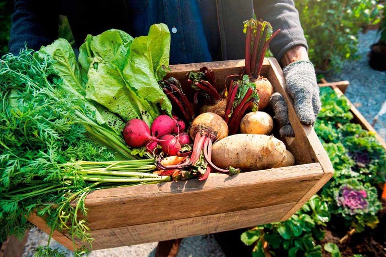 Drevená debna plná čerstvo zozbieranej zeleniny, vrátane mrkvy, šalátu, reďkovky, červenej repy a zemiakov.