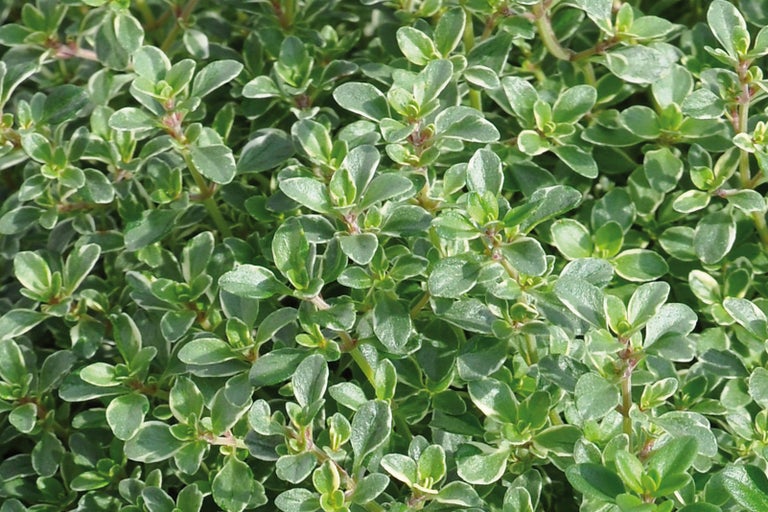 Detailný pohľad na rastlinu tymianu citrónového s listami