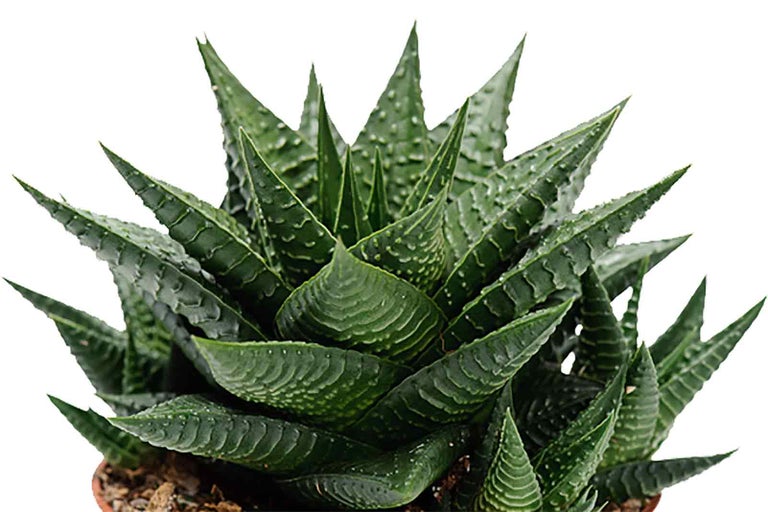 Haworthia sukulent s špicatými listami