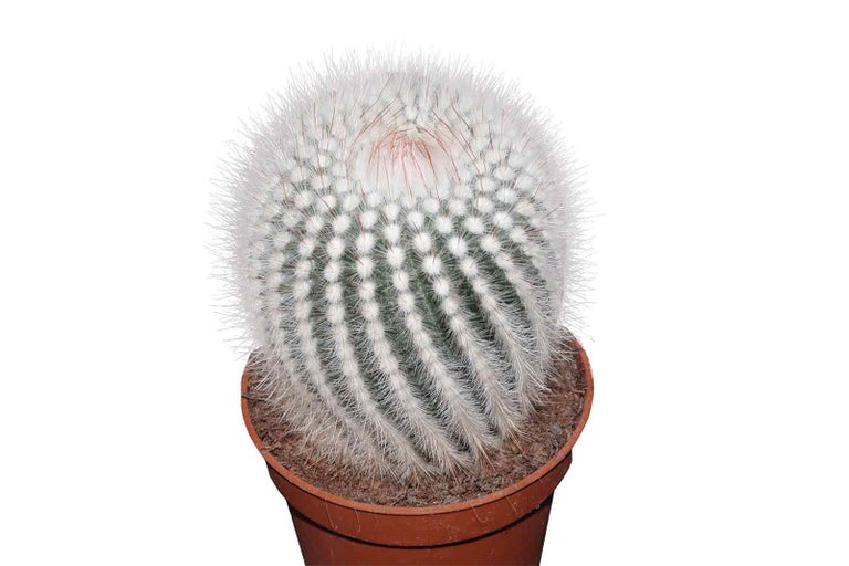 Guľovitý Mammillaria kaktus v kvetináči