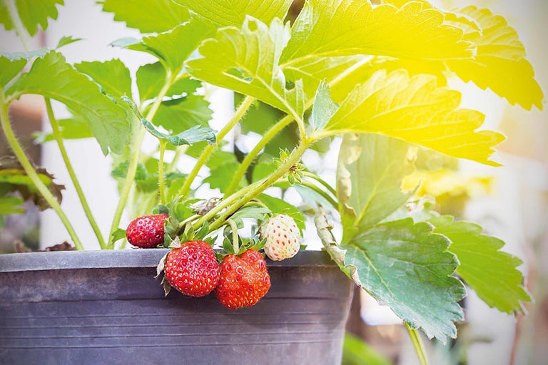 Sadenica jahôd v kvetináči so zrelými a nezrelými jahodami