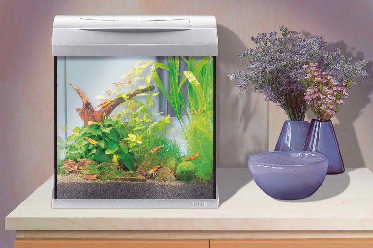 Akvárium s rastlinami a krevetami na stole