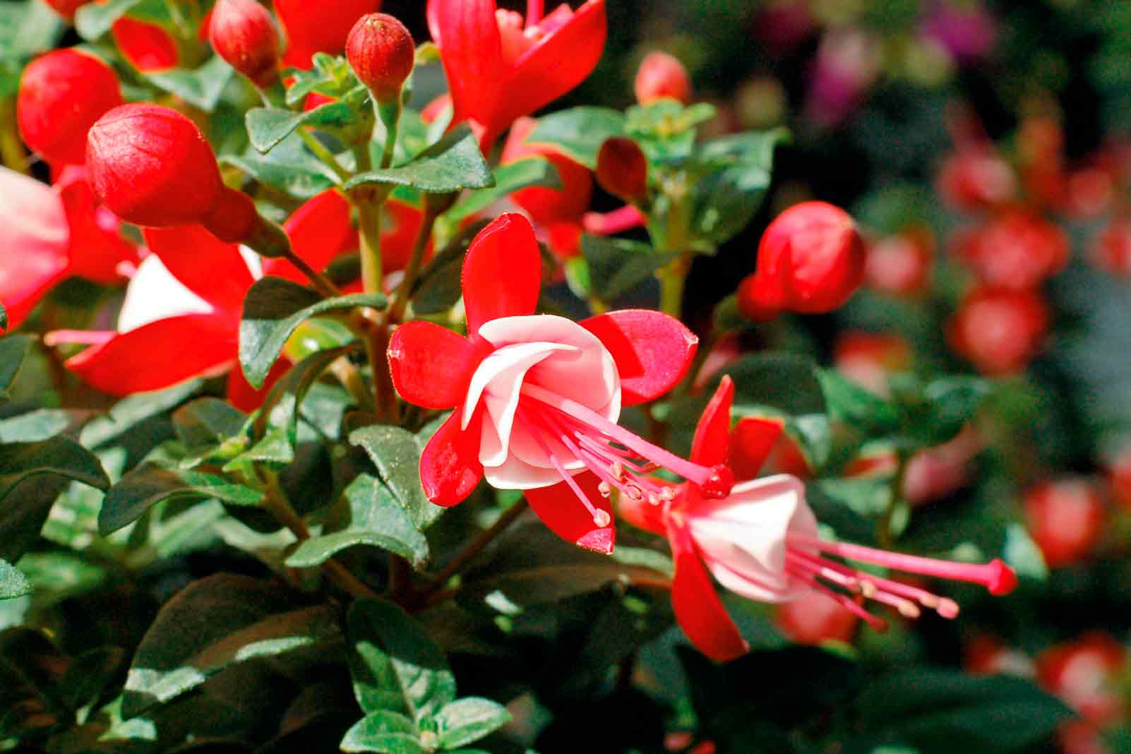 Detail kvitnúcej fuchsii s červenými okvetnými lístkami