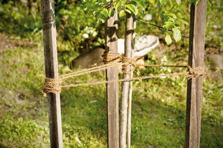 Jutový popruh na upevnenie stromov k dreveným stĺpikom