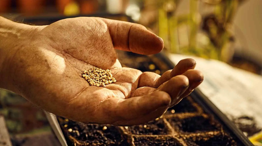 Ruka drží semená nad sadbovačom na siatie