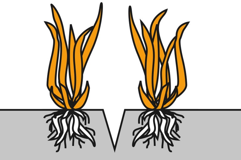 Ilustrácia dvoch trsov trávy s koreňmi