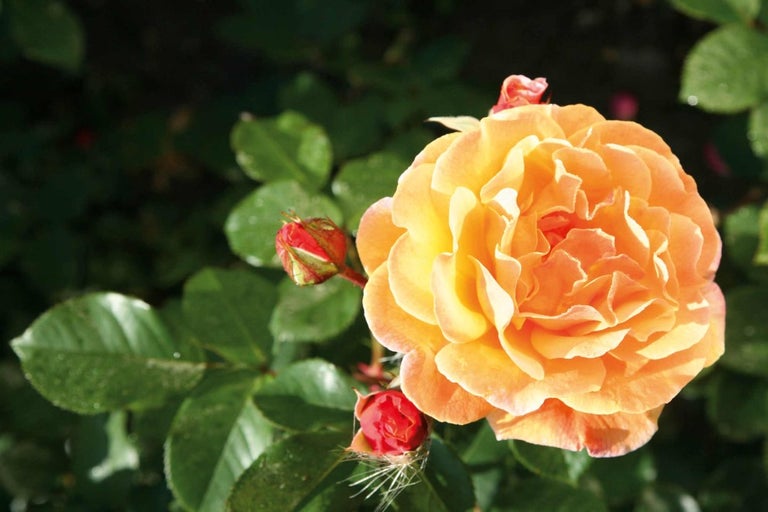 Detail oranžového kvetu ruže s púčikmi a zelenými listami