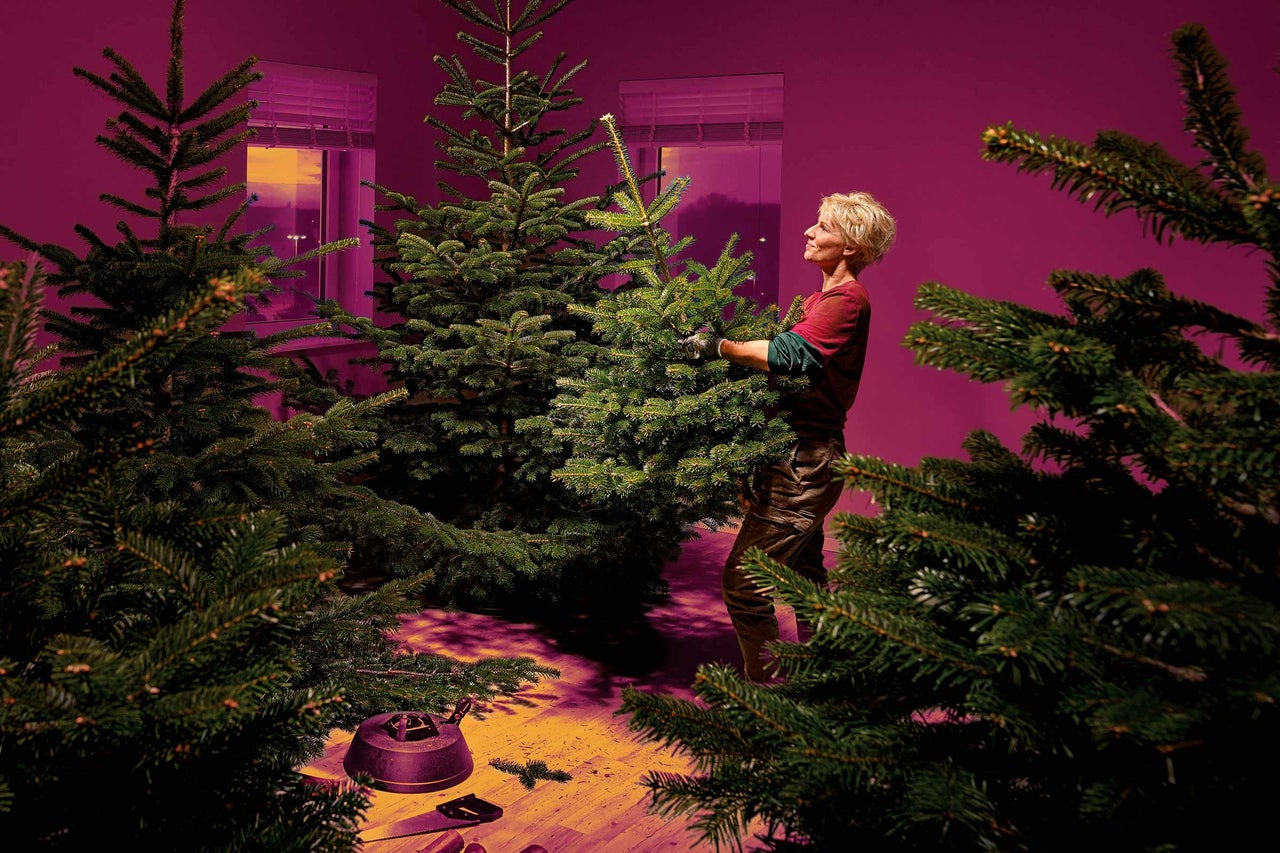 Žena strihá vetvy z vianočného stromčeka v miestnosti s niekoľkými vianočnými stromčekmi.