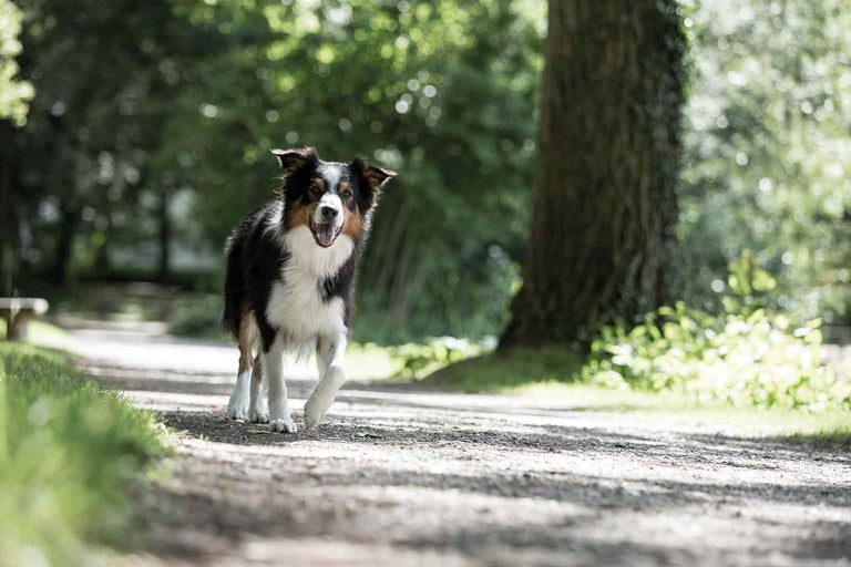 Austrálsky ovčiak sa prechádza po ceste.