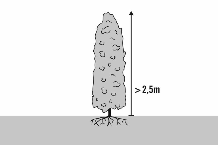 Symbolický obrázok rastliny s výškou viac ako 2,5 metra