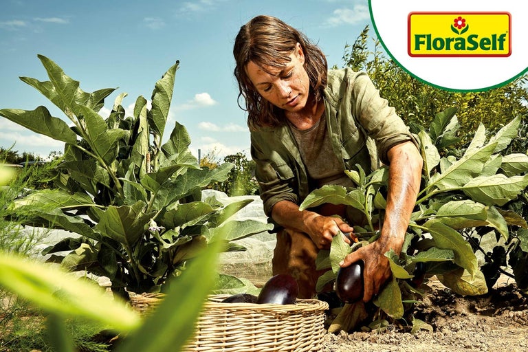 Žena zbiera baklažány v záhrade. Košík so zeleninou. Logo FloraSelf.
