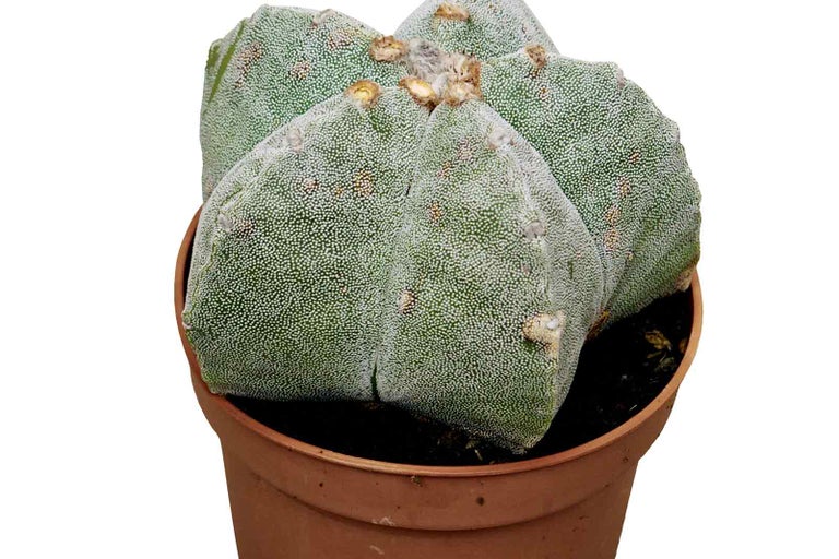 Kaktus Astrophytum ornatum v kvetináči