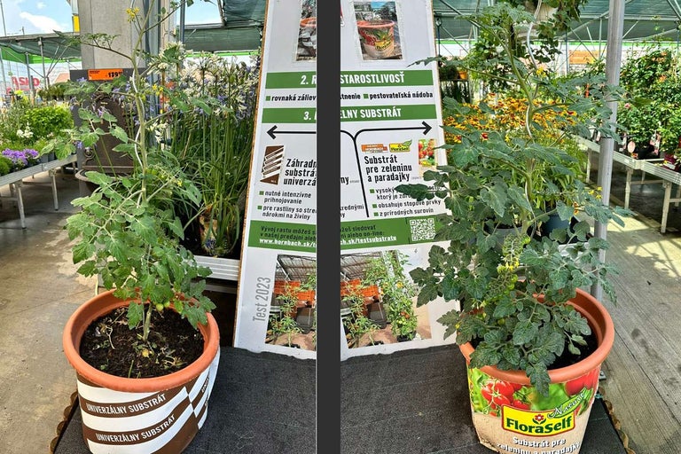 Rastlina paradajky v kvetináči s univerzálnym substrátom.