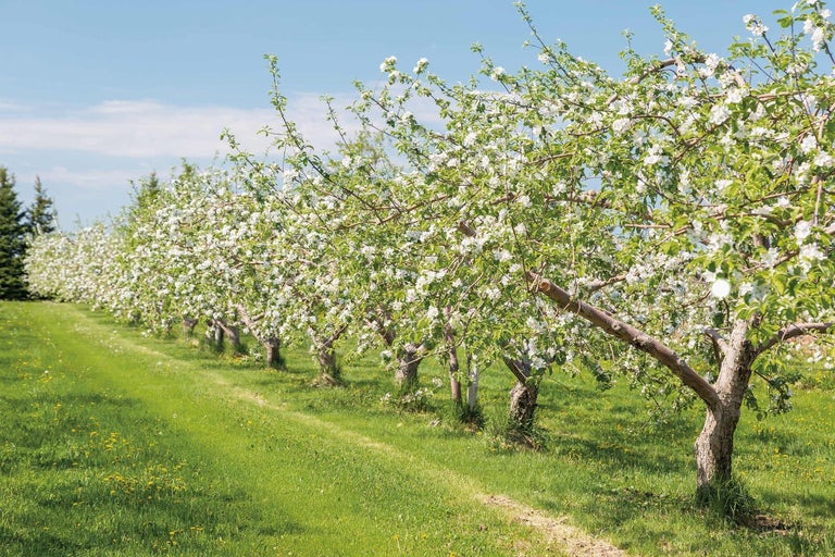 Jabloňový sad so zeleným trávnikom na jar