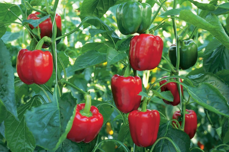 Rastlina so zelenými listami a červenými a zelenými paprikami
