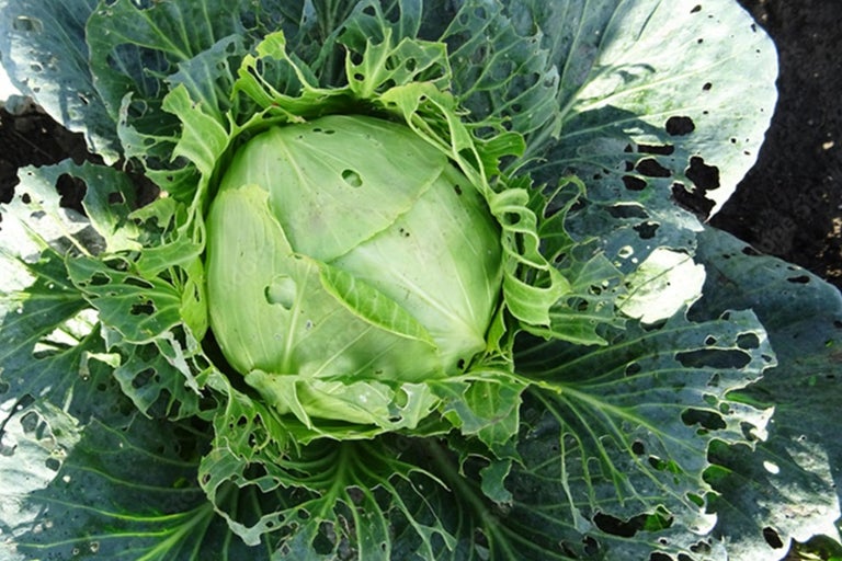 Hlávková kapusta s poškodením od škodcov v záhrade