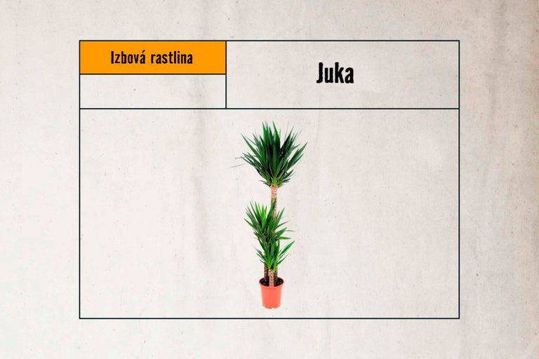 Juka izbová rastlina v kvetináči