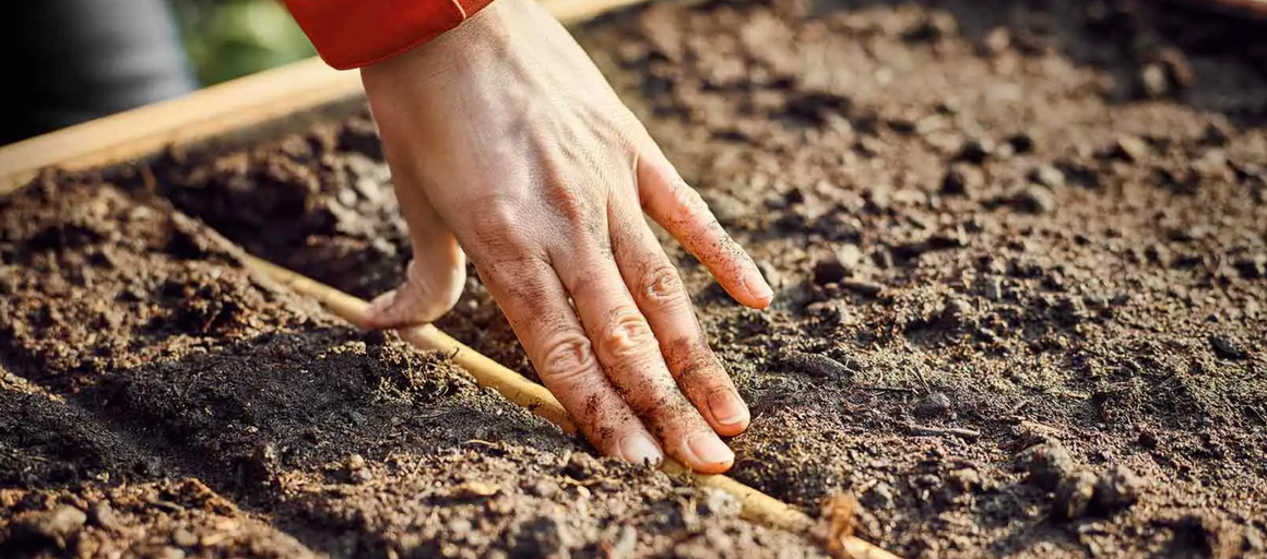 Ruka ťahá ryhu v zemi pre semená