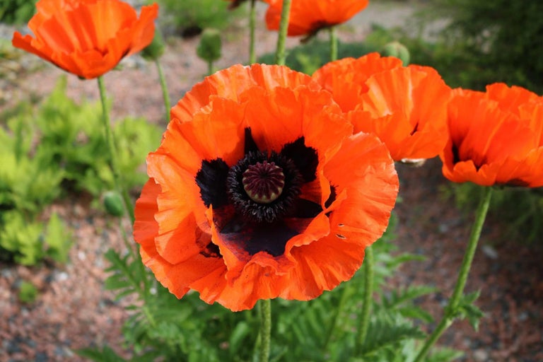 Detailný pohľad na orientálne maky v záhrade