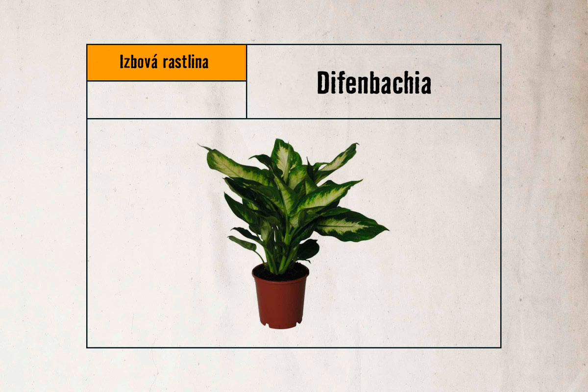 Difenbachia izbová rastlina v kvetináči
