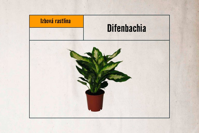 Difenbachia izbová rastlina v kvetináči