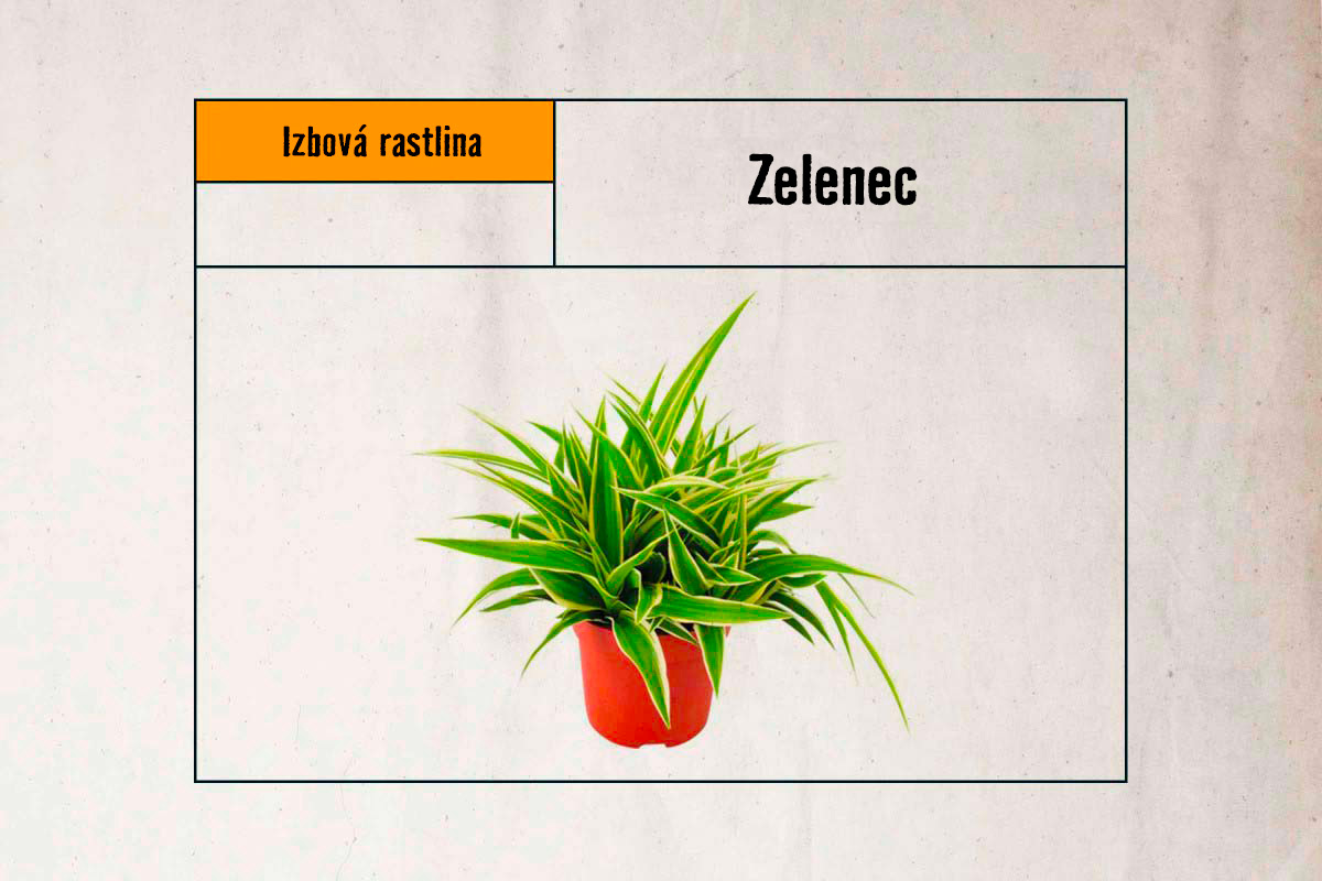 Zelenec izbová rastlina v kvetináči