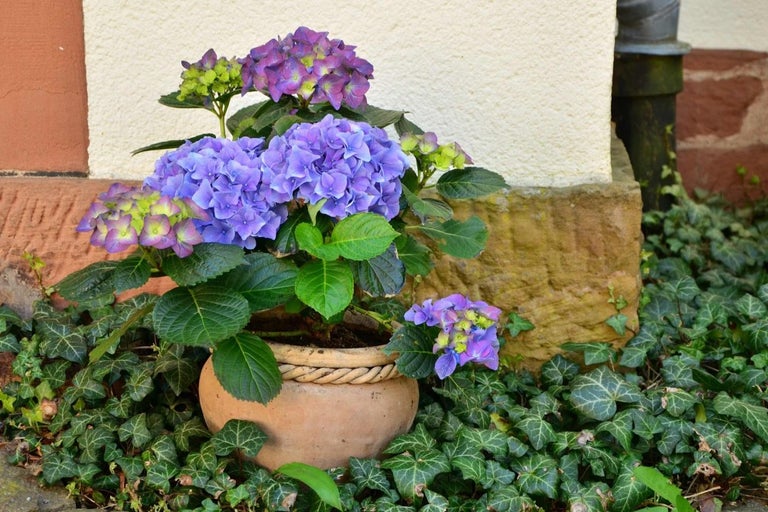 Hortenzia v kvetináči na záhone z brečtanu