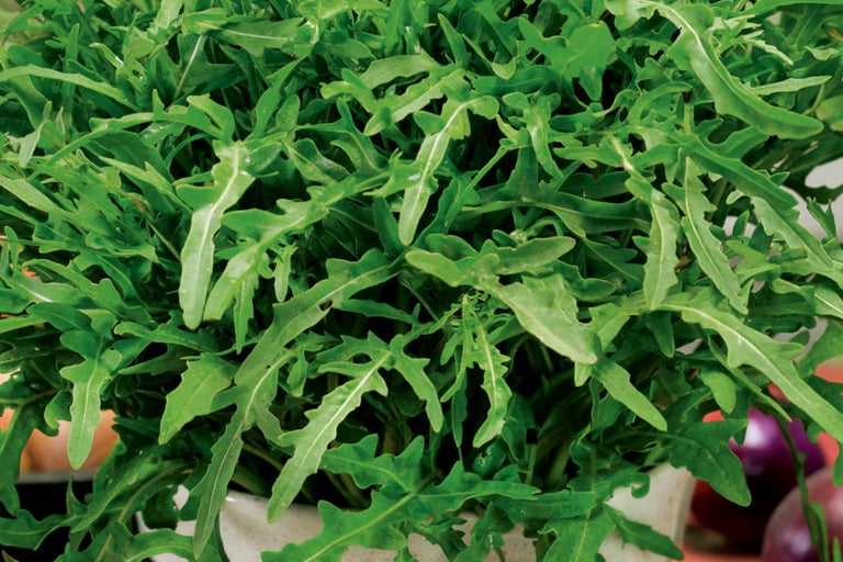 Výsev rukoly v kvetináči