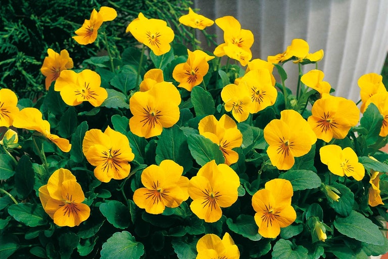 Žlté sirôtky s zelenými listami