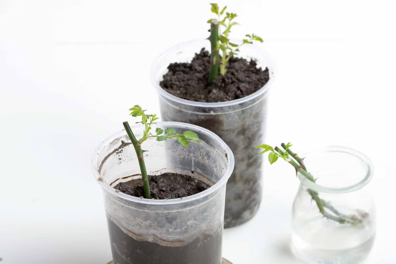 Tri ružové odrezky v kvetináčoch