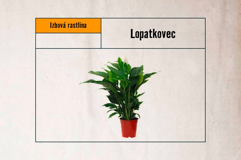 Lopatkovec izbová rastlina v kvetináči