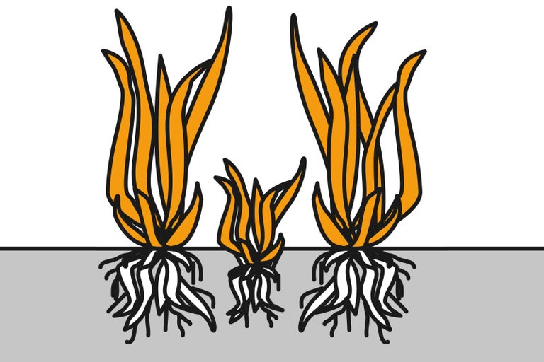 Ilustrácia troch trsov trávy s koreňmi v zemi