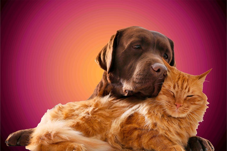 Hnedý labrador leží na červenej mačke