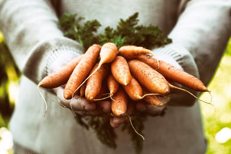 Osoba drží hrsť mrkvy so zeleňou.