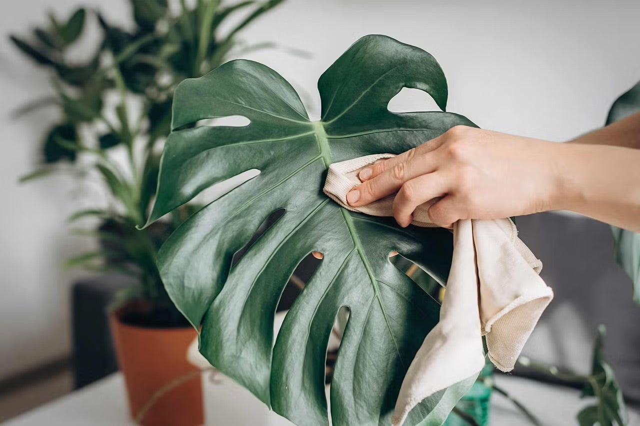 Čistenie veľkého listu monstery handričkou