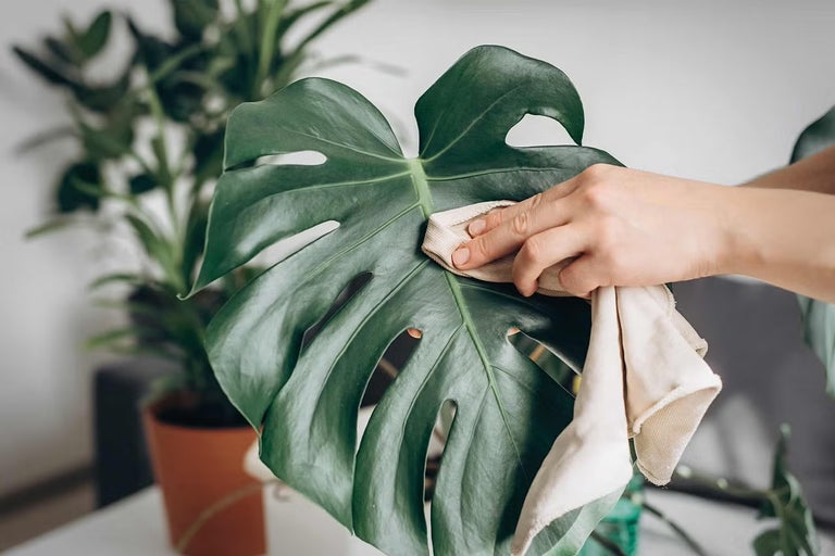 Čistenie veľkého listu monstery handričkou