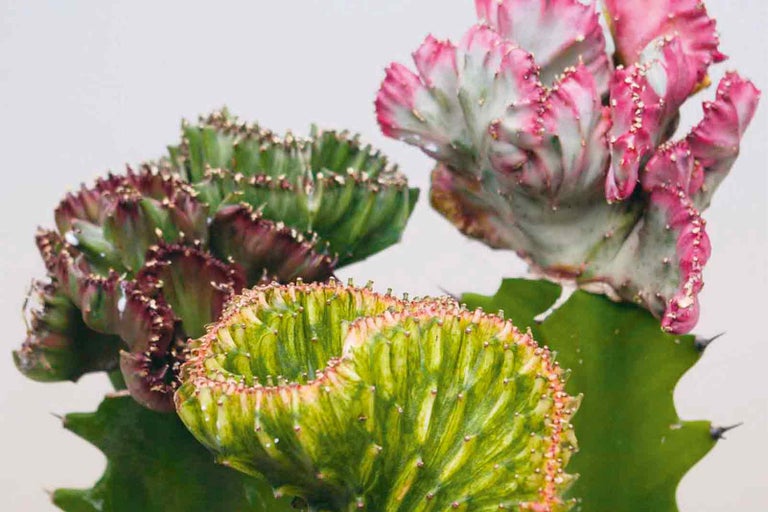 Detailný záber na izbovú rastlinu Euphorbia Cristata