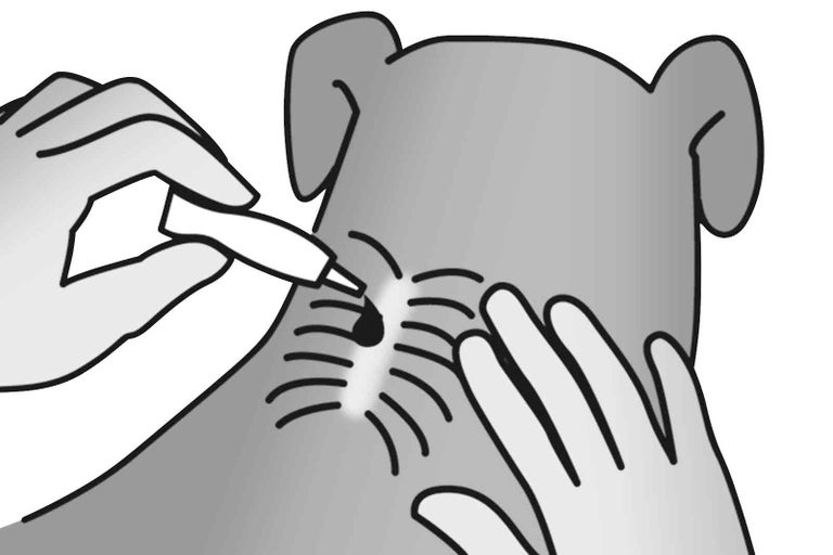 Ilustrácia ošetrenia rany u psa