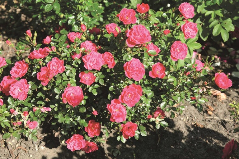 Krovitá ruža s mnohými kvetmi