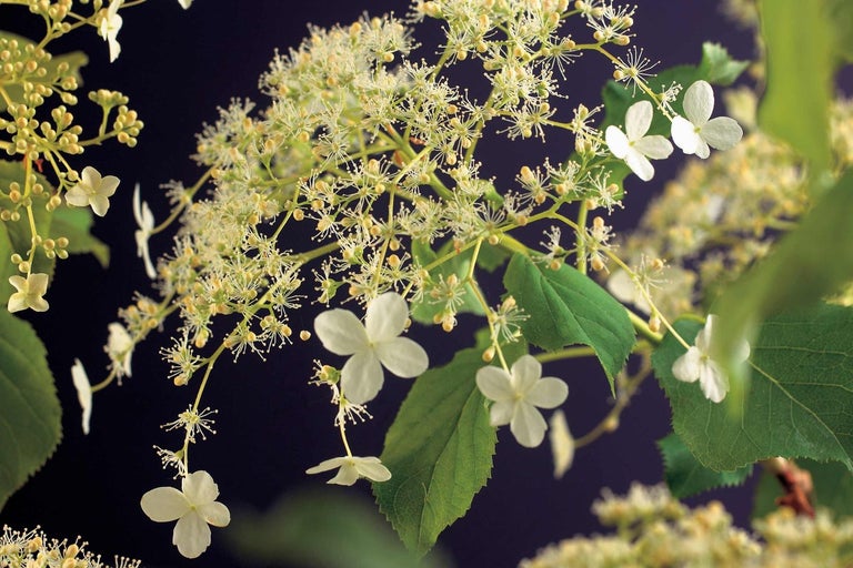 Detail kvetu hortenzie s listami