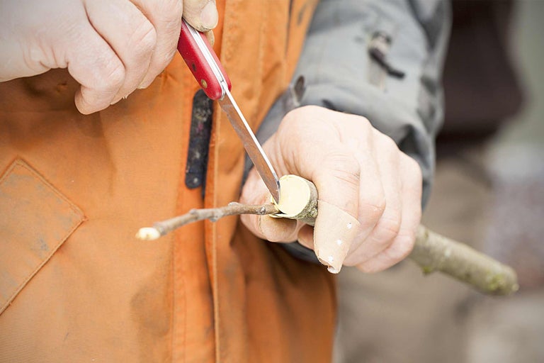Osoba reže konár nožom.