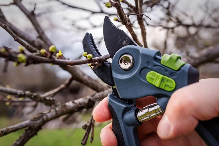 Záhradné nožnice typu bypass pri prerezávaní tenkého konára s púčikmi na strome v záhrade.
