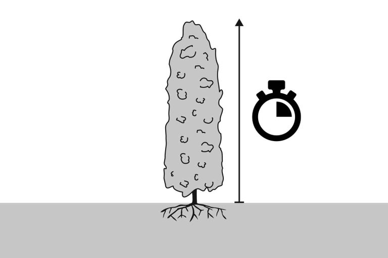 Znázornenie rýchlosti rastu rastliny pomocou časovača a ilustrácie šípky rastu