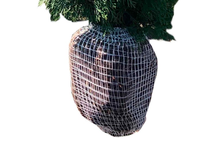 Vysadený strom s koreňovým balom v sieti