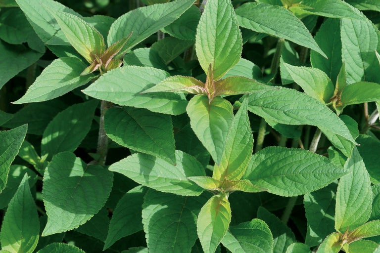 Detailný pohľad na rastlinu so zelenými listami.