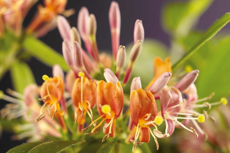 Detail kvitnúceho zemolezu